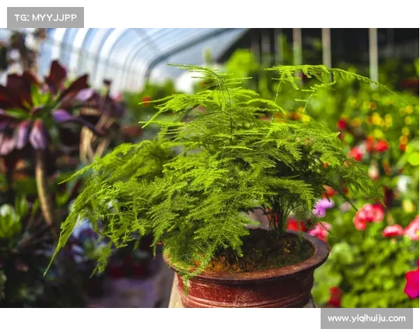 卷帘绿魔养护全攻略掌握五个实用技巧让你的植物健康生长