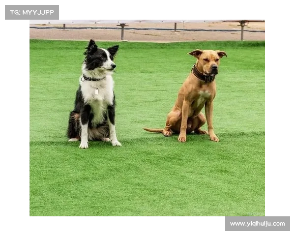 六个简单高效的秘诀让你轻松驯服游侠宠物成为忠诚伙伴 六个简单高效的秘诀让你轻松驯服游侠宠物成为忠诚伙伴